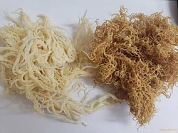 Dried Varities Cottoni
