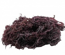 Undulged Fresh Cottoni from the Sea