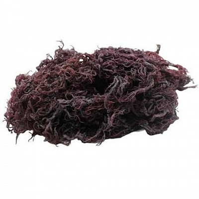 Eucheuma cottonii, commonly known as sea moss, is a type of red seaweed or algae, particularly found in tropical waters such as those near the Philippines and the Caribbean. It is a nutrient-rich food source, packed with vitamins, minerals, and bioactive compounds. This species is known for its fast growth and self-cleaning properties, making it suitable for commercial production.