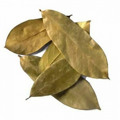 Soursop leaves are typically oblong to oval shaped, ranging from 8 to 16 cm in length and 3 to 7 cm in width. Young leaves are light green, maturing to a glossy dark green. They are smooth and slightly leathery to the touch. The leaves are often used to make tea or powder, and are harvested from the evergreen soursop tree.